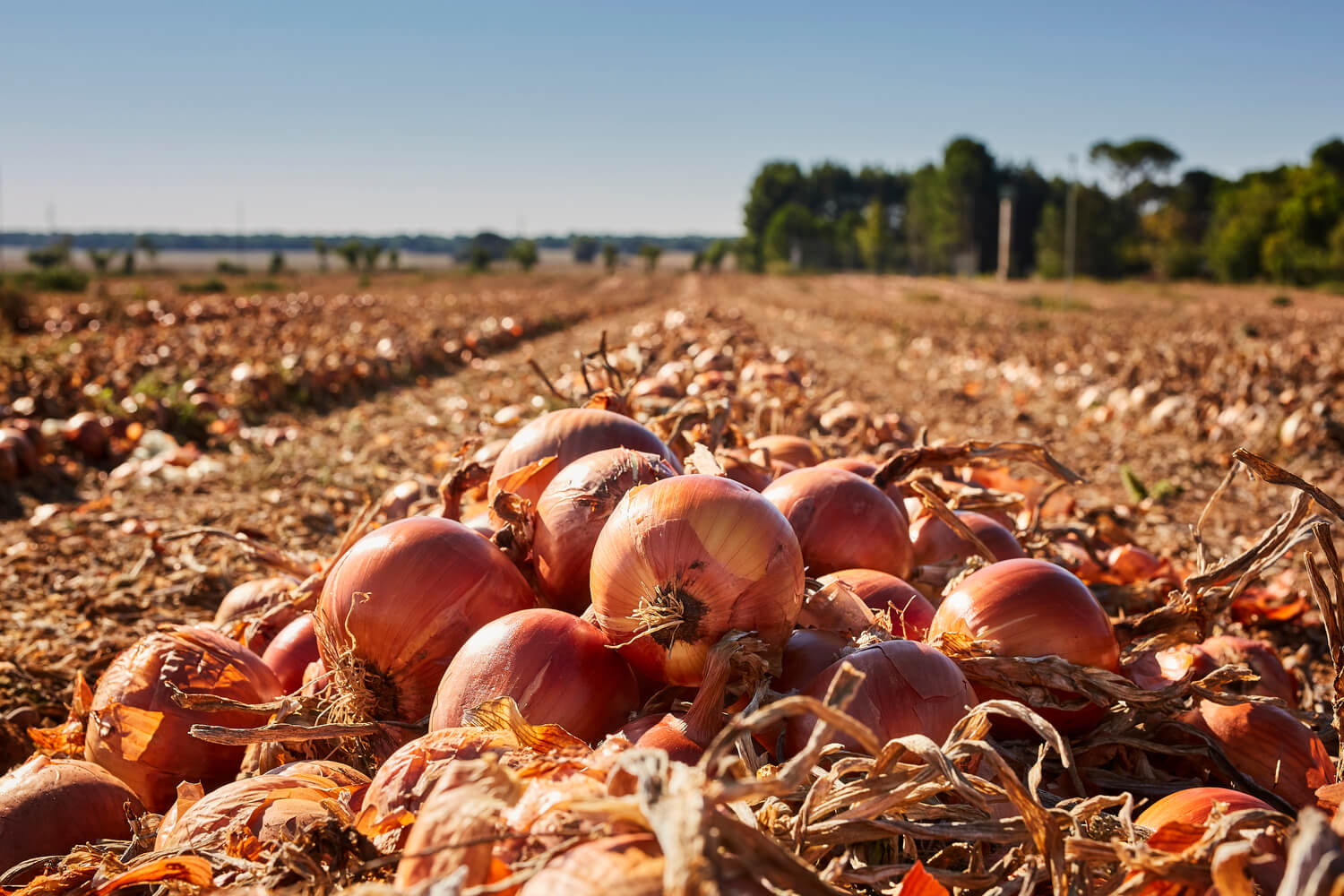 cultivo de cebollas en españa